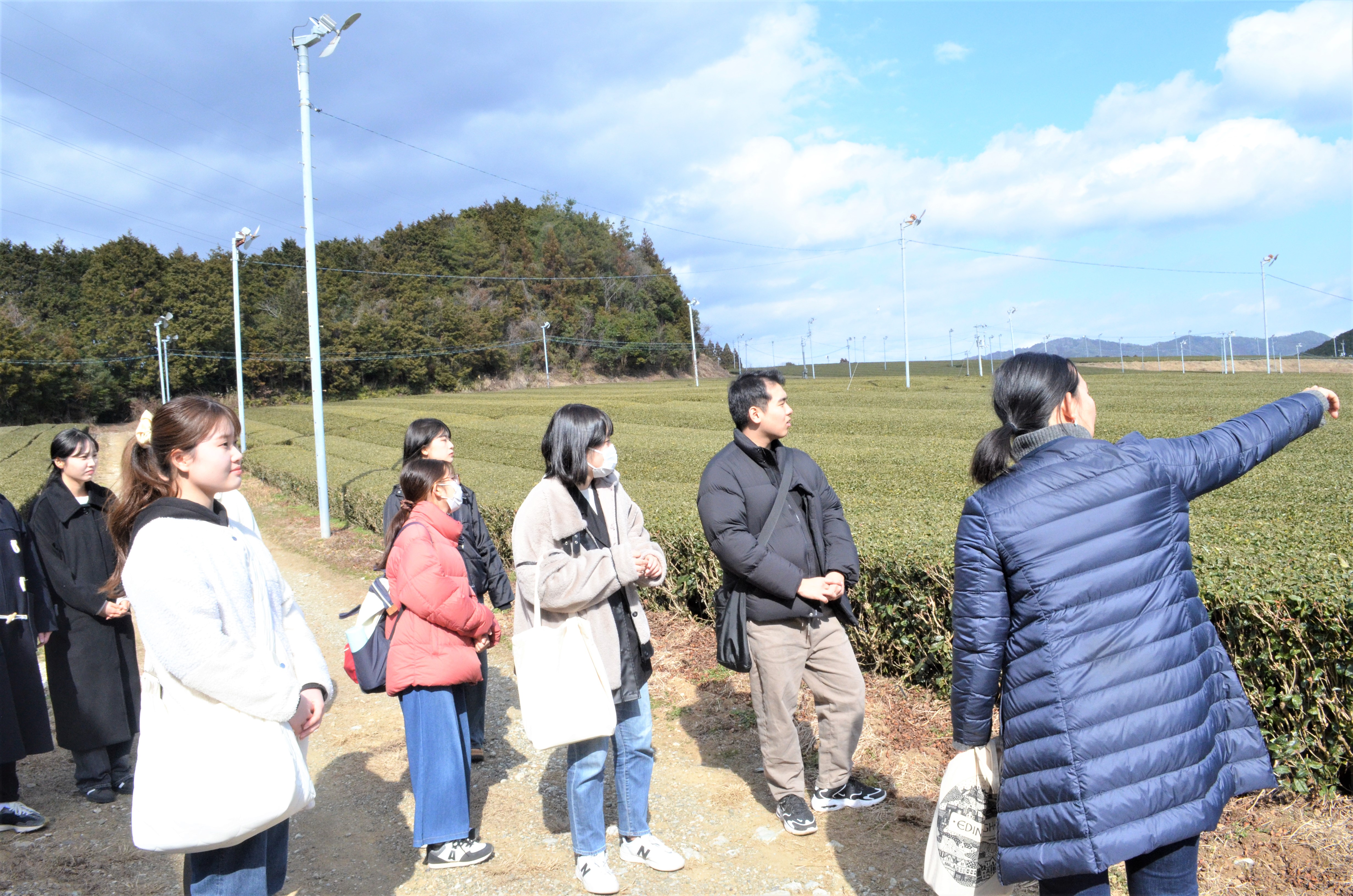 霧山茶園１