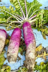 かんきもん援農部門0118